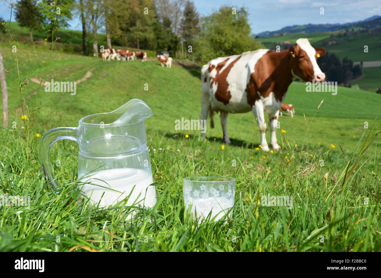 Le lait et les vaches. Région de l'Emmental, Suisse Banque D'Images