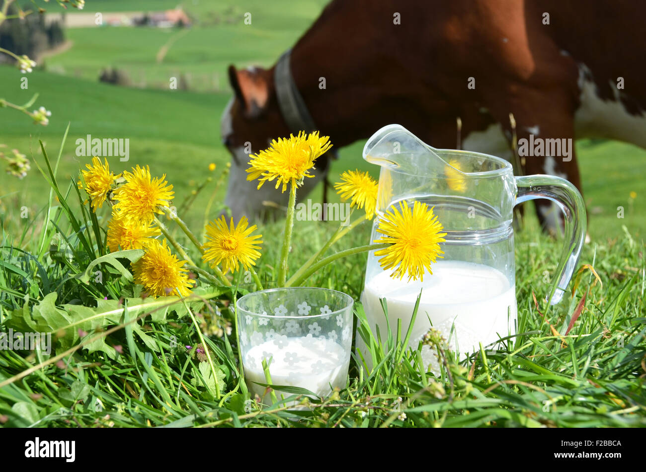 Le lait et les vaches. Région de l'Emmental, Suisse Banque D'Images