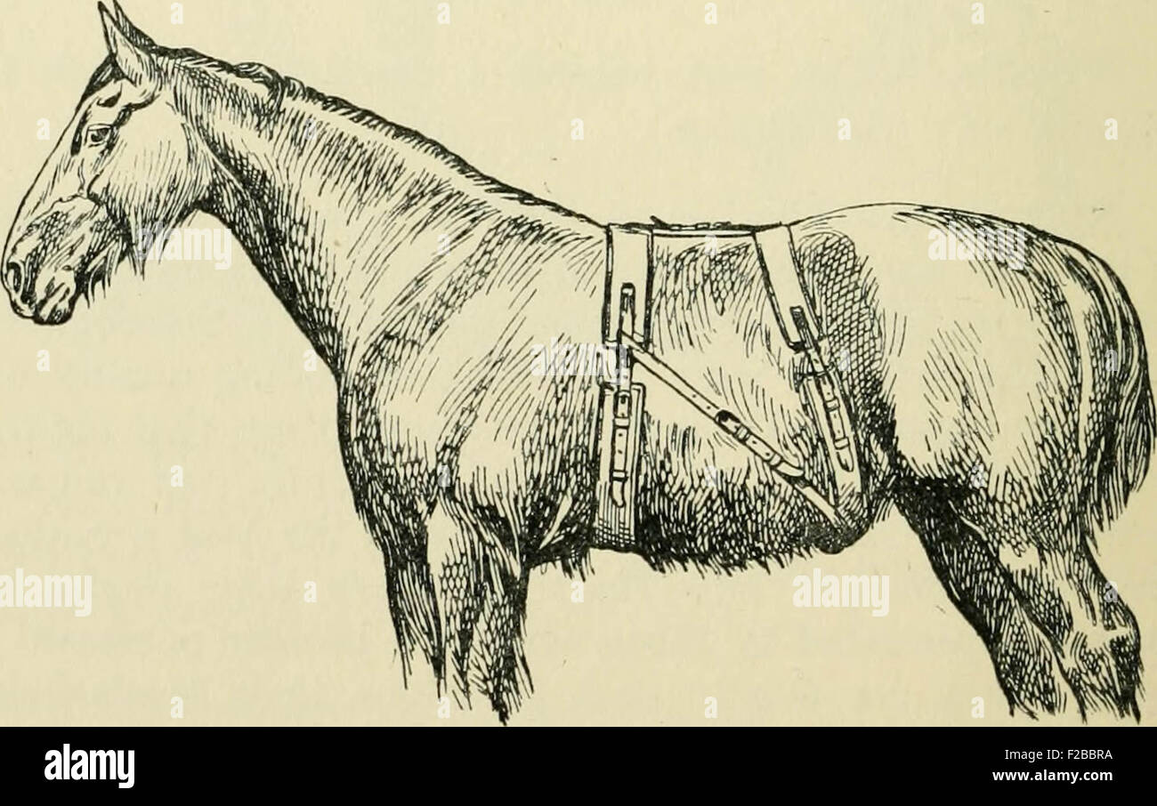 Encyclopédie Du Cheval (The Horse Encyclopedia) - Livre En Anglais, Bon état, ISBN 0241337917, Auteur Inconnu