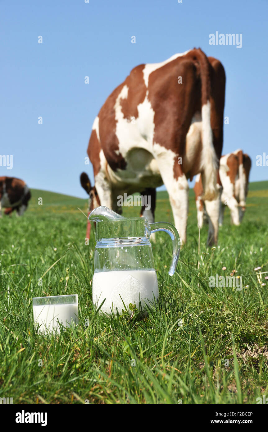 Pichet de lait contre troupeau de vaches. Région de l'Emmental, Suisse Banque D'Images