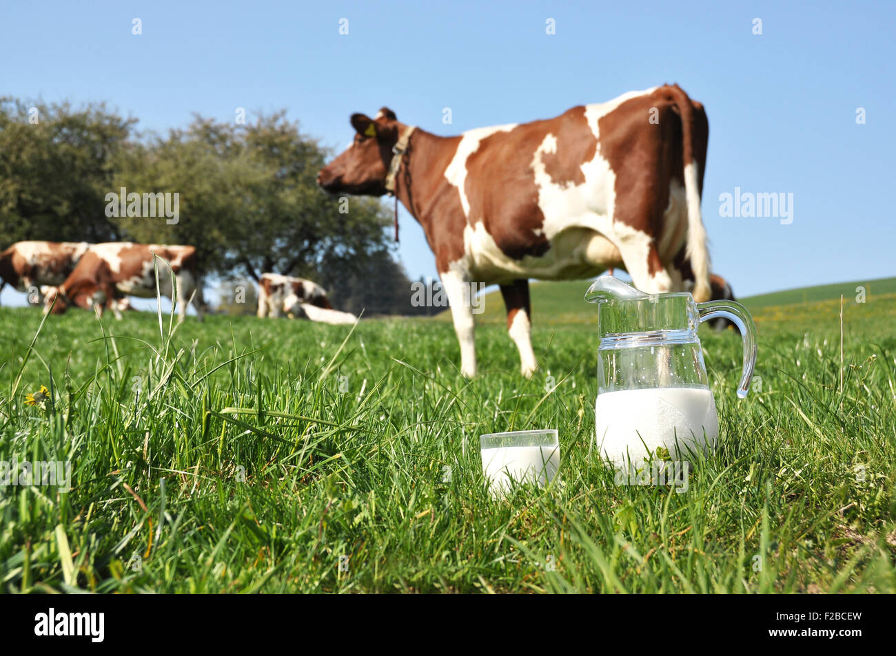 Pichet de lait contre troupeau de vaches. Région de l'Emmental, Suisse Banque D'Images