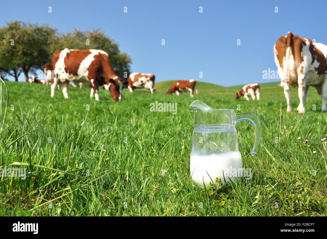 Pichet de lait contre troupeau de vaches. Région de l'Emmental, Suisse Banque D'Images