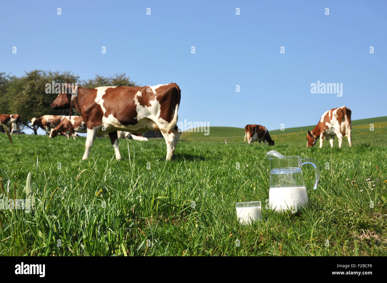 Pichet de lait contre troupeau de vaches. Région de l'Emmental, Suisse Banque D'Images