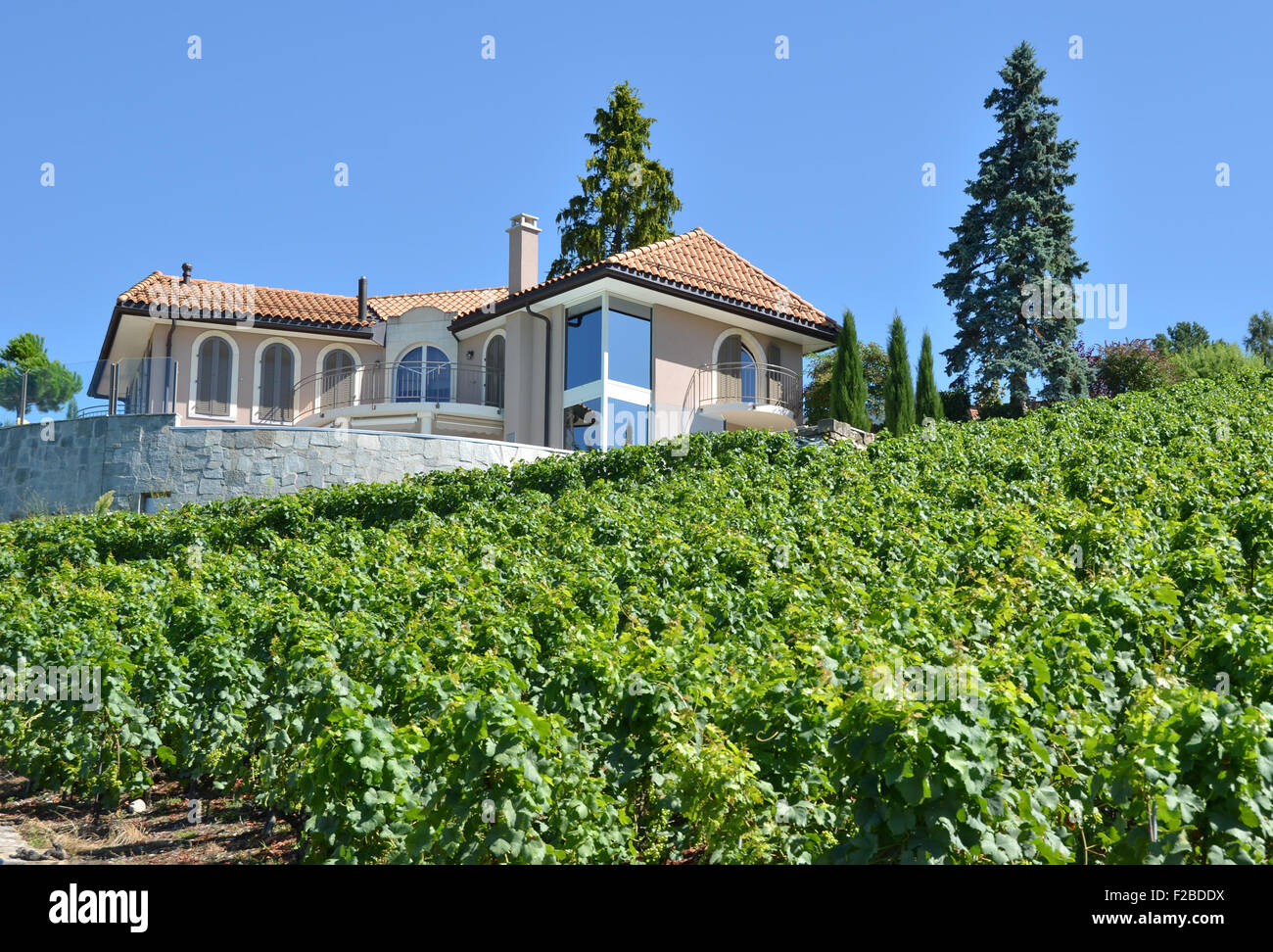 Vignobles de Lavaux, Suisse Banque D'Images
