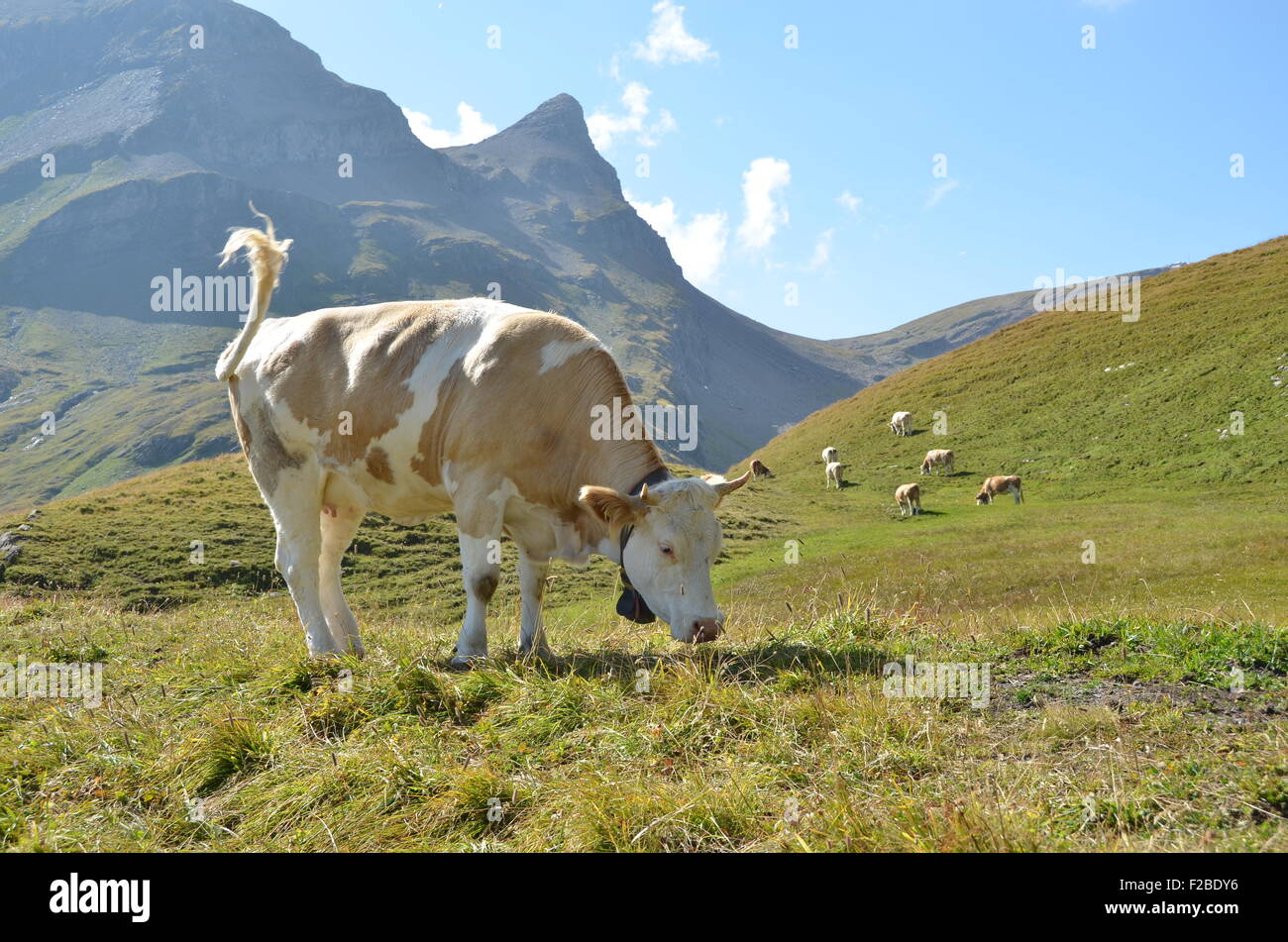 Vaches dans une prairie alpine. Région de la Jungfrau, en Suisse Banque D'Images