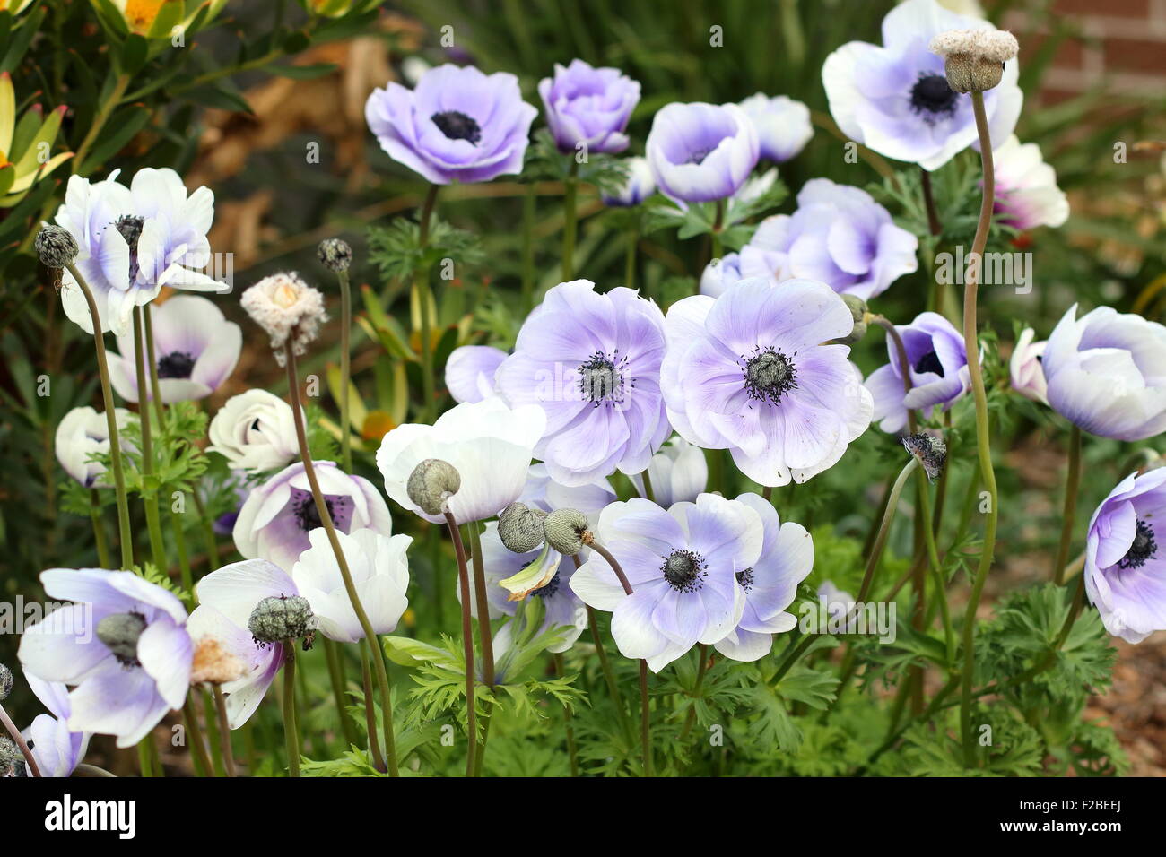 Les anémones blanches avec teinte pourpre pétales sur Banque D'Images