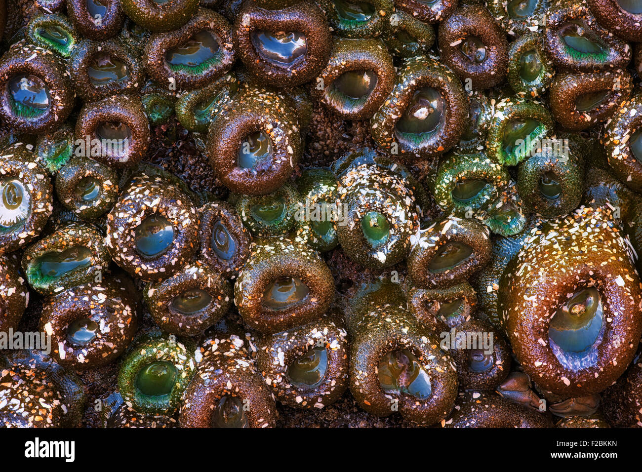 Les anémones de mer réagir à marée basse en rétractant leurs tentacules jusqu'à ce que la marée haute revient à Yachats Oregon's Beach. Banque D'Images