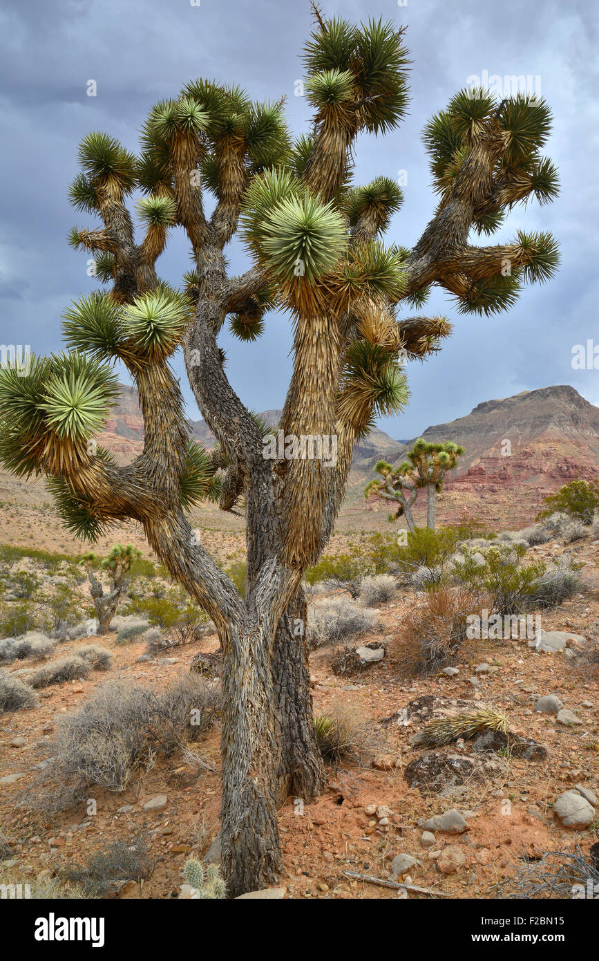 Virgin River Canyon près de Cedar Pocket le long de l'Interstate 15 dans l'extrême nord-ouest de l'Arizona Banque D'Images