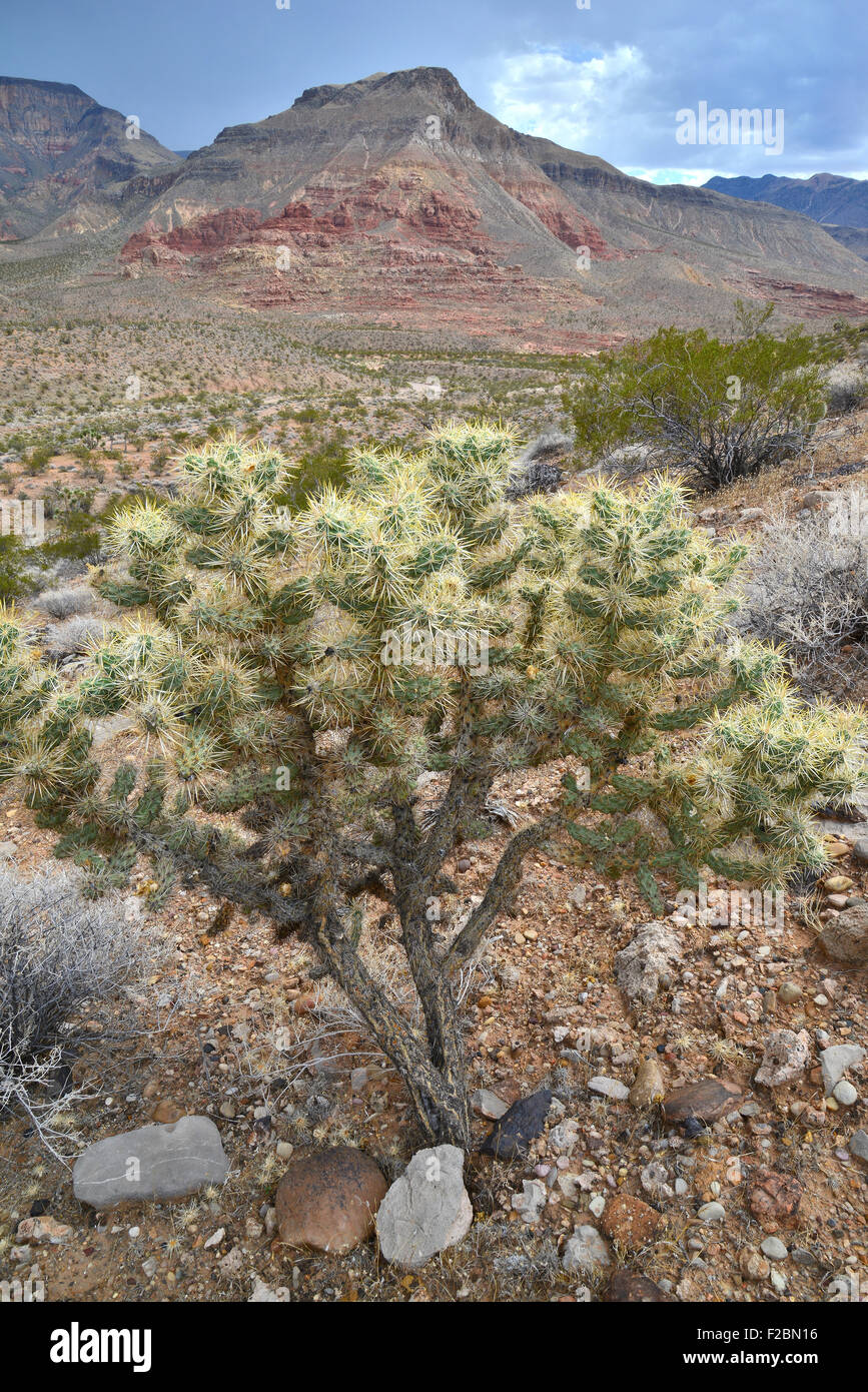 Virgin River Canyon près de Cedar Pocket le long de l'Interstate 15 dans l'extrême nord-ouest de l'Arizona Banque D'Images
