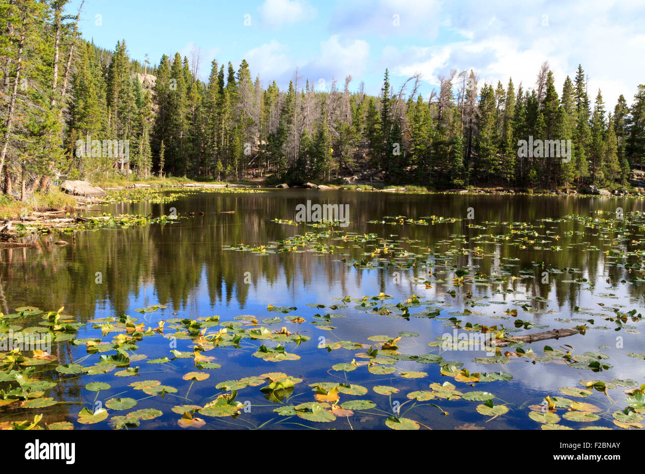 Lac de nymphe, Rocky Mountain National Park, Colorado Banque D'Images