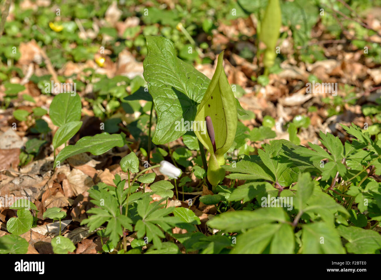 Arum maculatum ou fleur d'arum sauvage dans la forêt de Ghlin, Belgique et anémones sauvages sur fond Banque D'Images