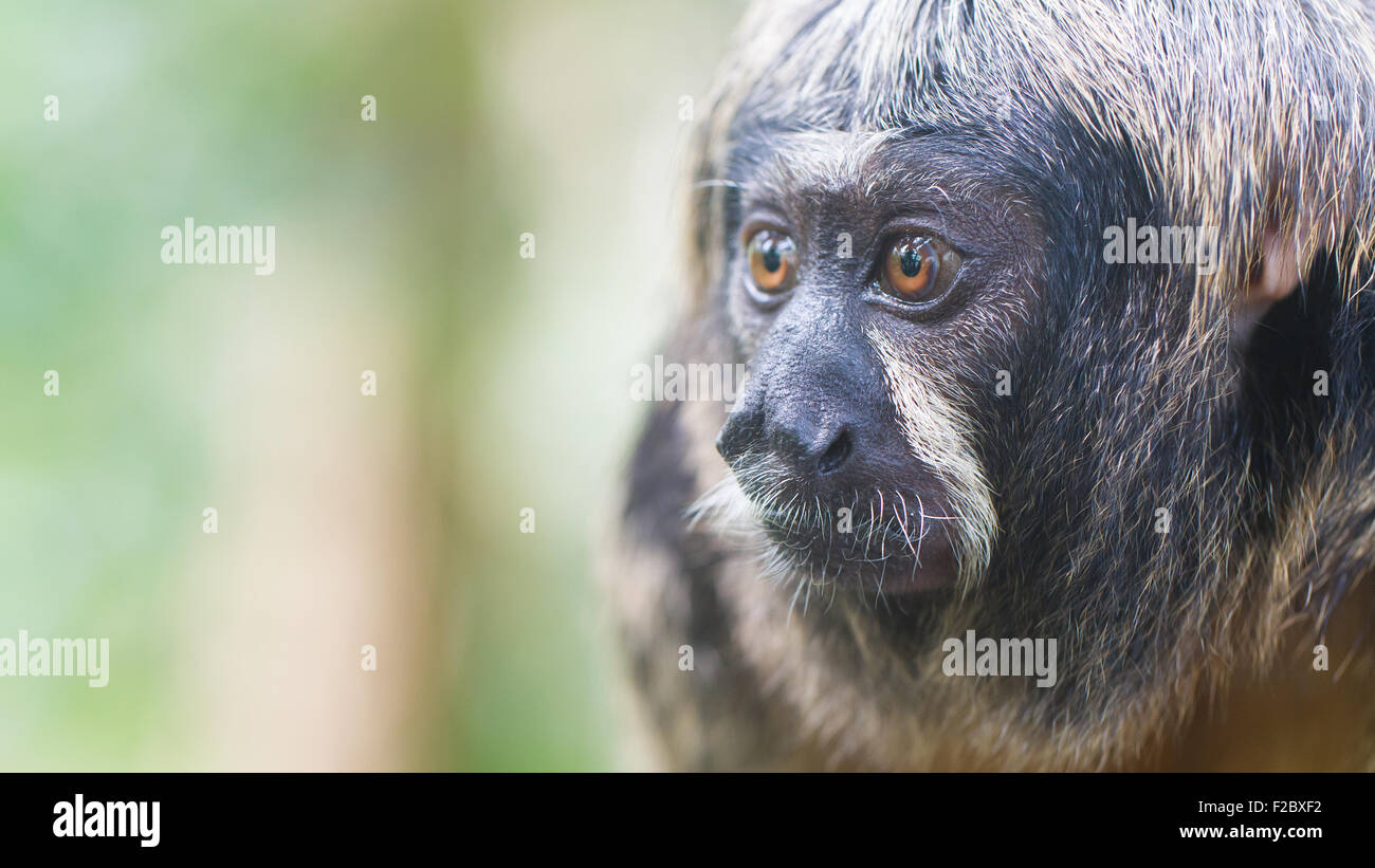 Petit Singe, selective focus sur les yeux Banque D'Images