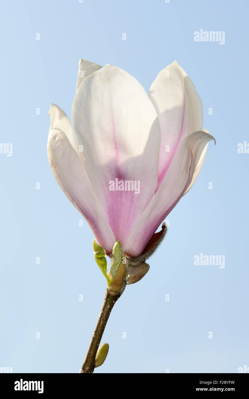 Fleur de magnolia chinois (Magnolia x Lysimachia clethroides Duby Lysimachia fortunei Maxim), l'Allemagne, de l'Europe Banque D'Images