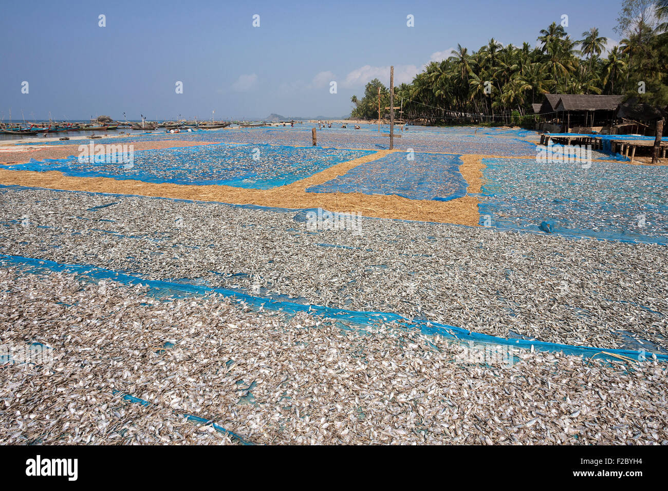 Le séchage du poisson sur les filets bleus sur la plage de Ngapali, le village de pêche Bateaux de pêche dans la mer sur la gauche, de pêcheurs en bois Banque D'Images