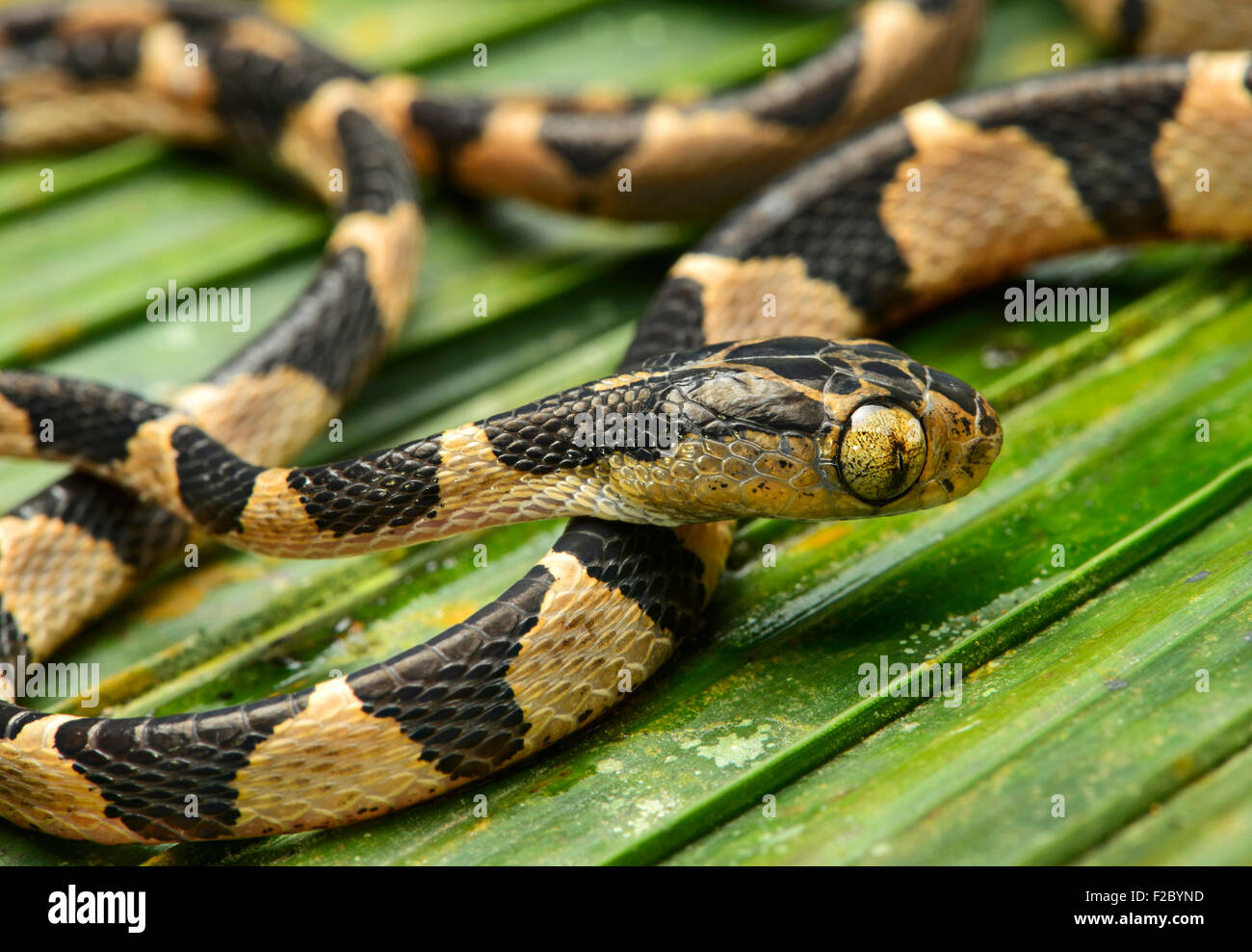 Arbre généalogique Blunthead Imantodes cenchoa (serpent), les jeunes, des animaux de la famille colubridae (Colubridae), Chocó rainforest, Équateur Banque D'Images
