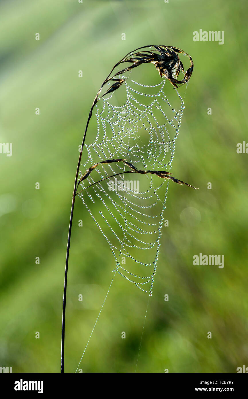 Site Web d'un orb plate weaver spider (Tetragnathidae) couvertes de gouttes de rosée, répandu en Allemagne Banque D'Images
