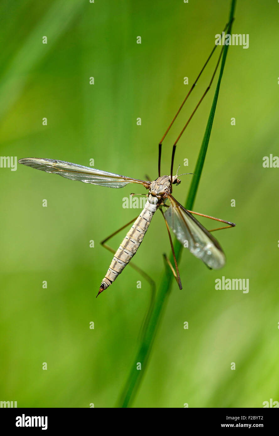 Vrai cranefly (Tipula paludosa), homme, Suisse Banque D'Images