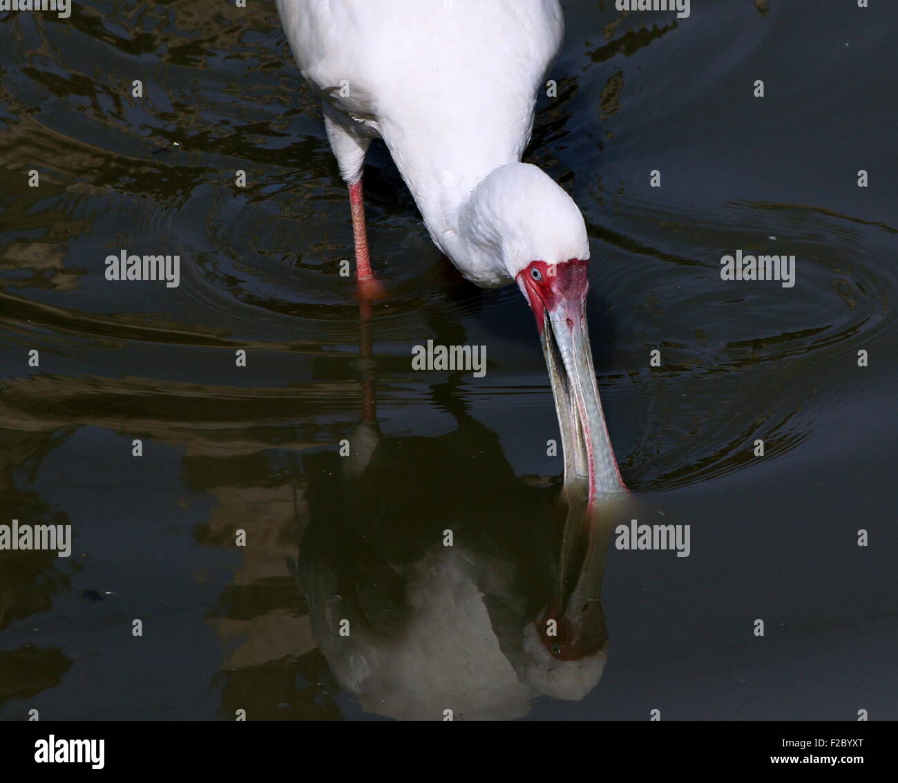 Spatule d'Afrique (Platalea alba) Banque D'Images