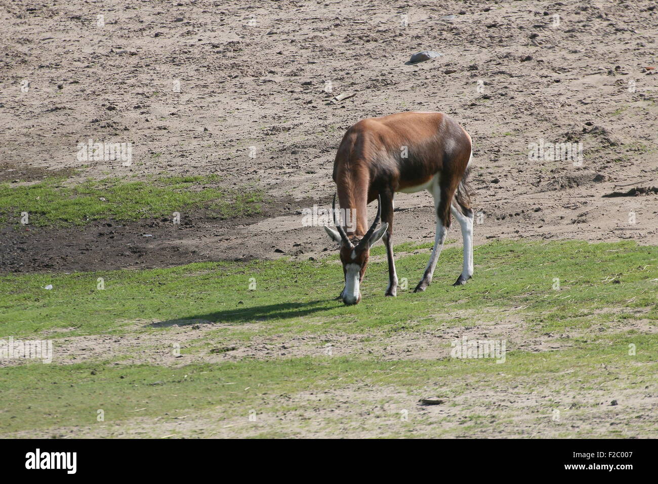 L'Afrique du Sud ou de l'antilope Blesbok Blesbuck (Damaliscus pygargus phillips) Banque D'Images