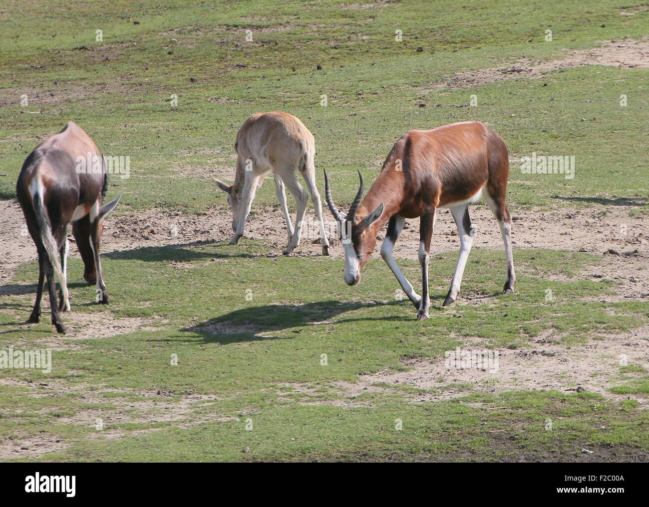 L'Afrique du Sud ou les antilopes Blesbuck Blesbok (Damaliscus pygargus phillips) Banque D'Images