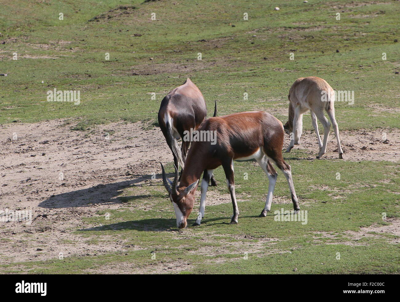 L'Afrique du Sud de pâturage ou antilopes Blesbuck Blesbok (Damaliscus pygargus phillips) Banque D'Images
