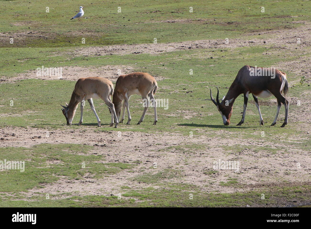 L'Afrique du Sud de pâturage ou antilopes Blesbuck Blesbok (Damaliscus pygargus Phillips), deux jeunes et un animal mature Banque D'Images