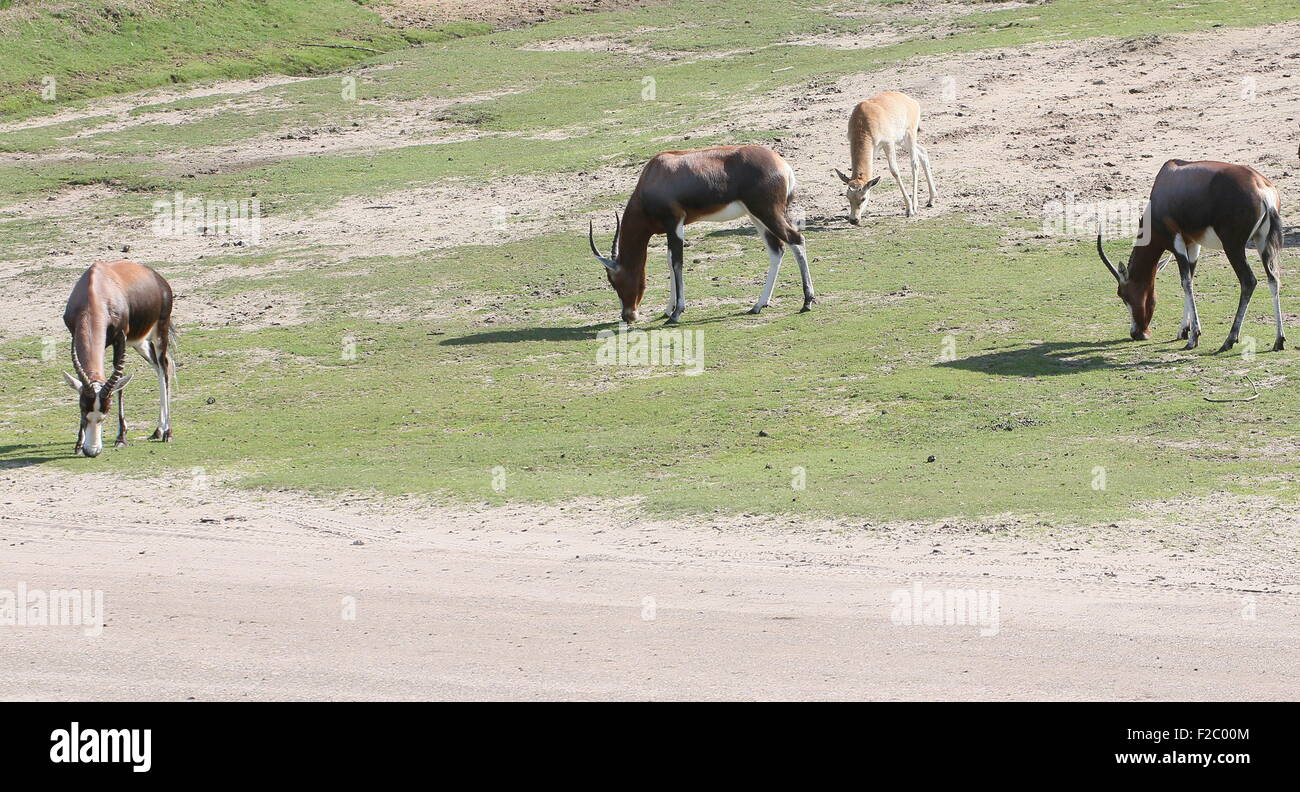 L'Afrique du Sud ou le pâturage des antilopes Blesbuck Blesbok (Damaliscus pygargus Phillips), trois animaux adultes et un veau Banque D'Images