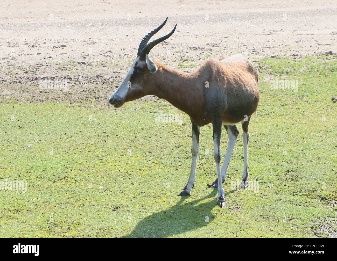 Afrique du Sud hommes mûrs ou antilope Blesbok Blesbuck (Damaliscus pygargus phillips) Banque D'Images