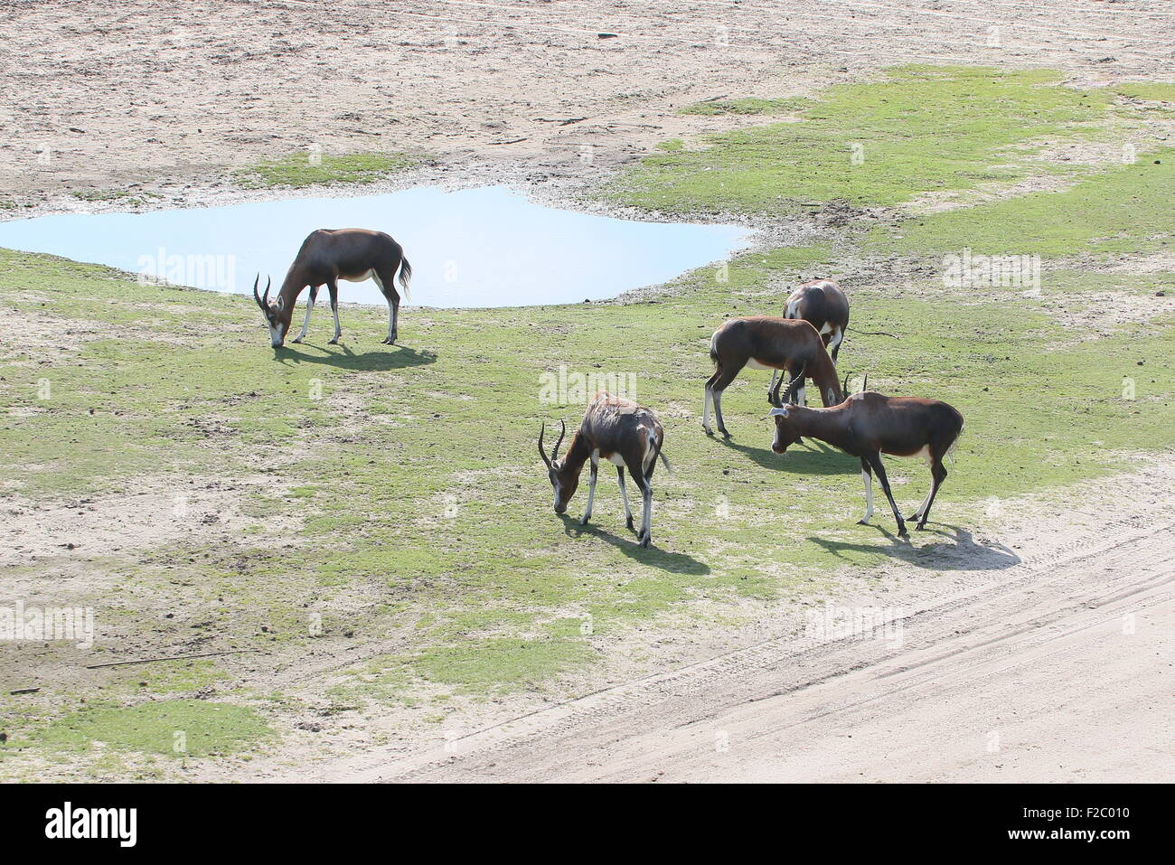 Troupeau de Blesbok sud-africain ou antilopes Blesbuck (Damaliscus pygargus phillips) près d'un abreuvoir de pâturage Banque D'Images