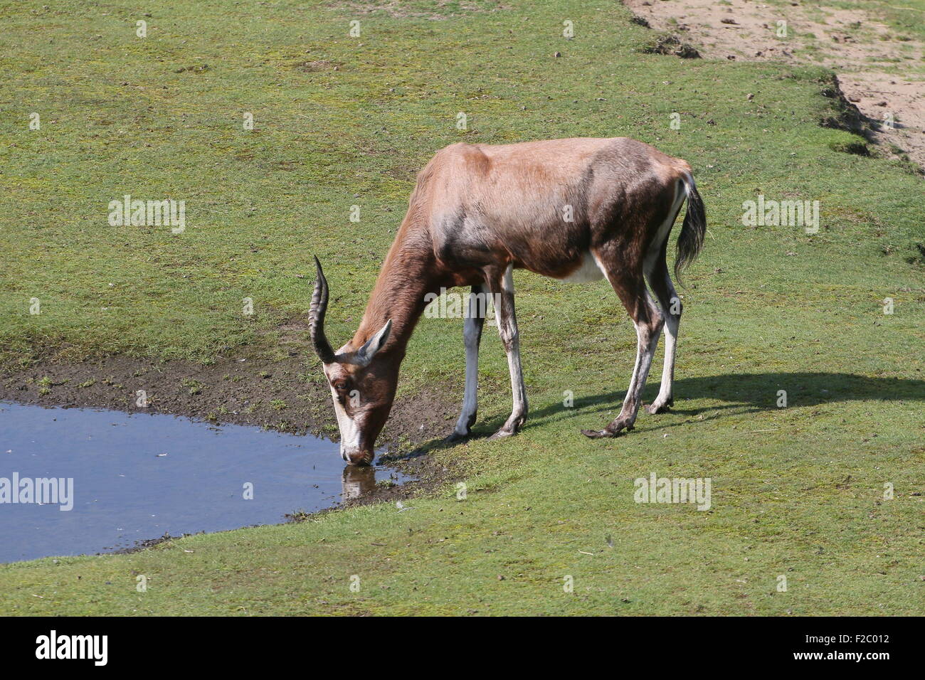 Afrique du Sud hommes mûrs ou antilope Blesbok Blesbuck (Damaliscus pygargus phillips) Eau potable Banque D'Images