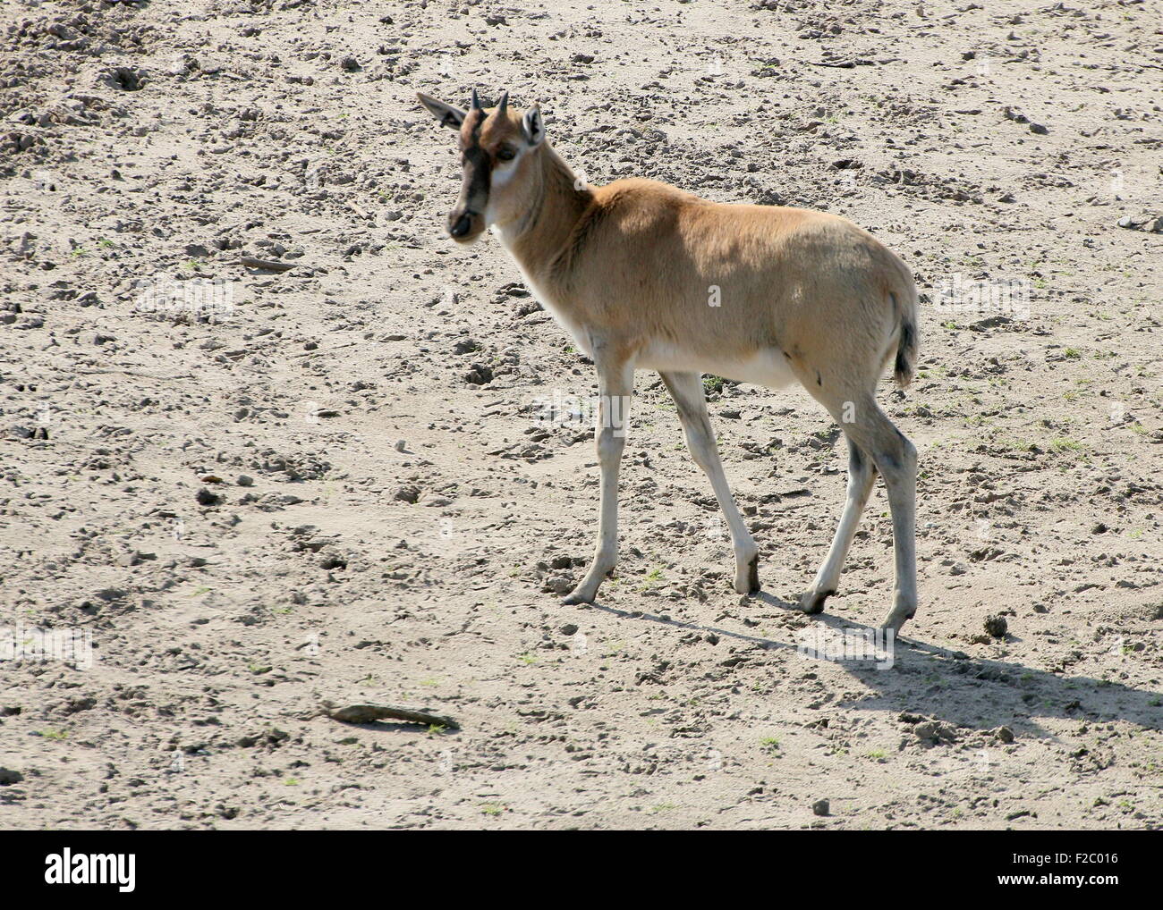 L'Afrique du Sud pour mineurs ou antilope Blesbok Blesbuck (Damaliscus pygargus phillips) Banque D'Images