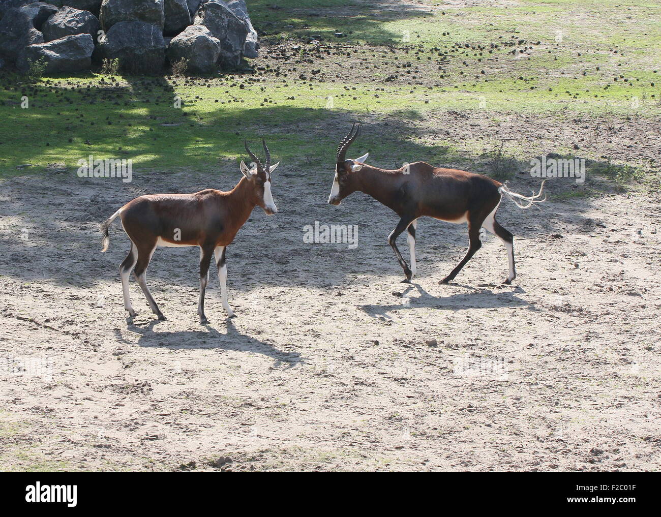 Deux Sud-Africains à maturité ou antilopes Blesbuck Blesbok (Damaliscus pygargus phillips) Banque D'Images
