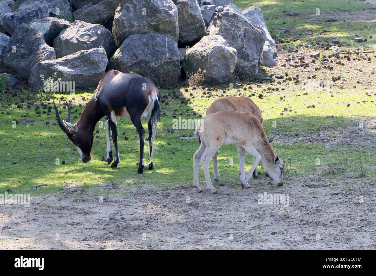 L'Afrique du Sud trois antilopes Blesbok ou Blesbuck (Damaliscus pygargus Phillips), un animal mature et deux mineurs Banque D'Images