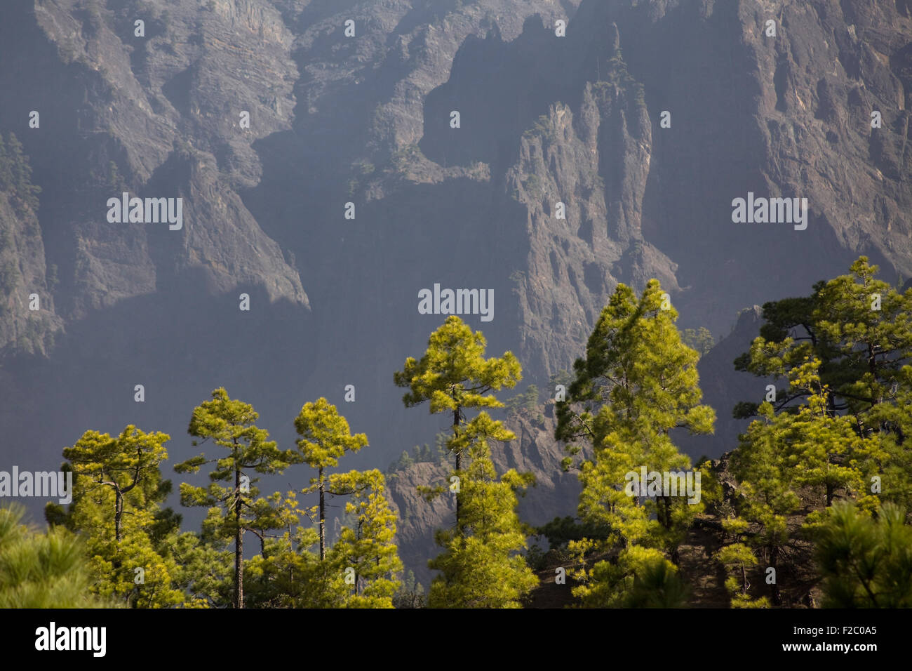 Secteur de forêt de pins à la Caldera de Taburiente National Park, La Palma, Canary Islands, Spain Banque D'Images