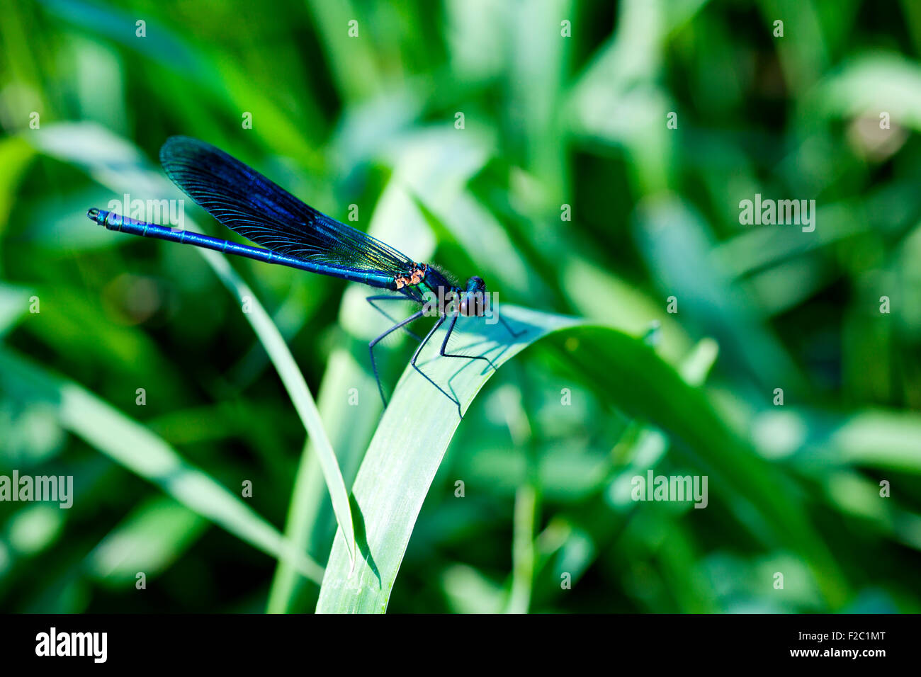 Une libellule bleue on leaf Banque D'Images