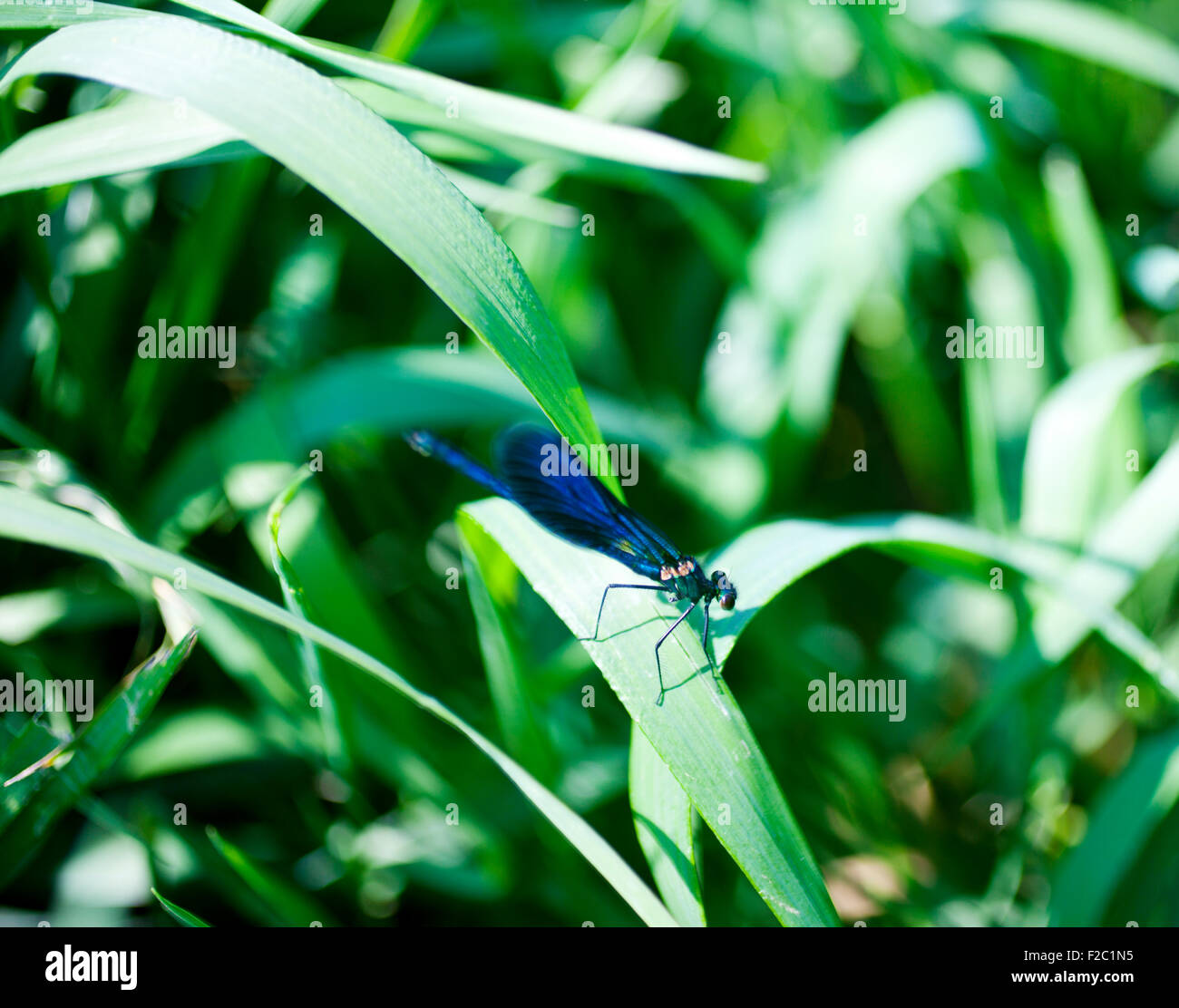 Une libellule bleue on leaf Banque D'Images