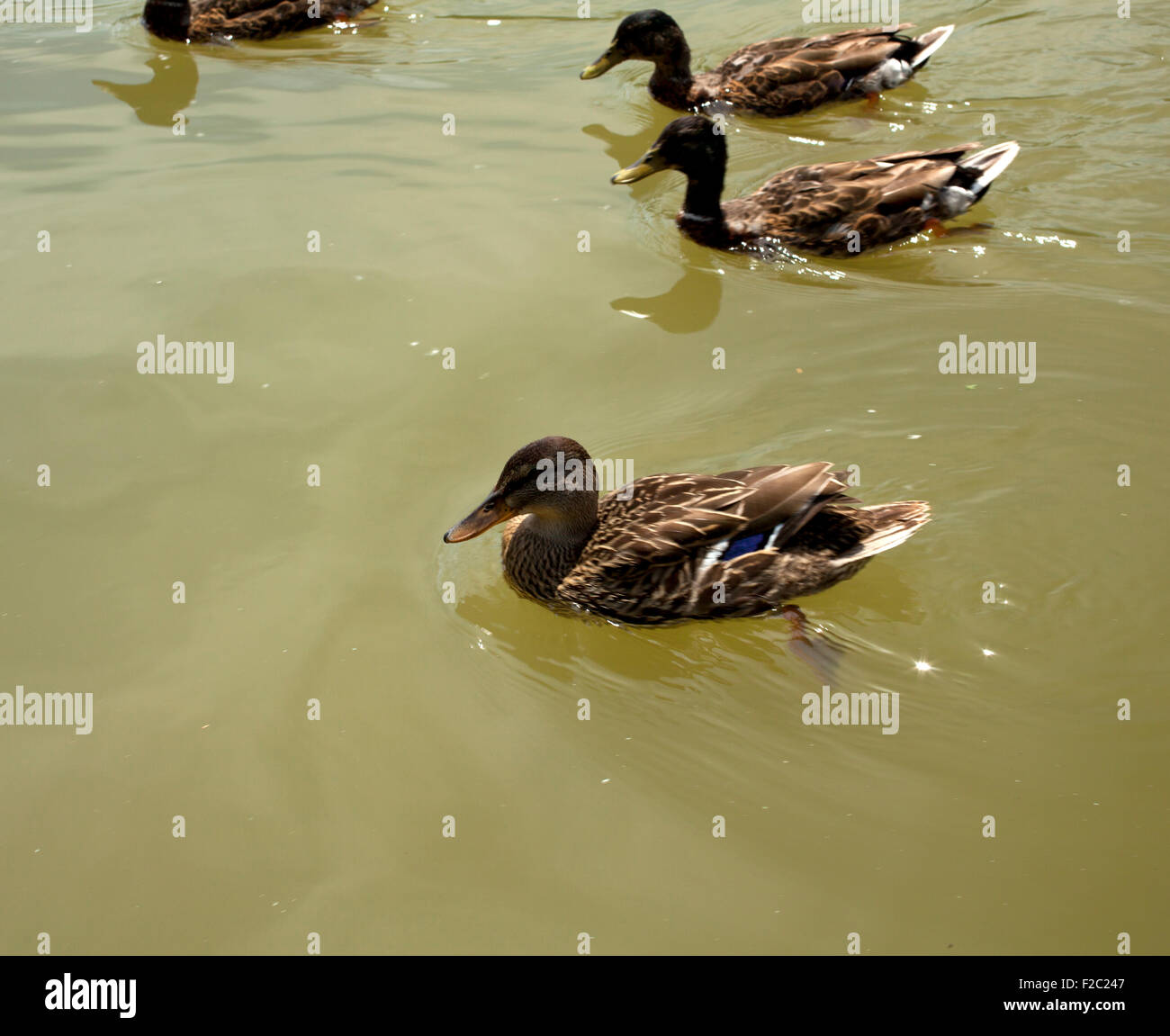 Photo d'un canards sur l'eau Banque D'Images