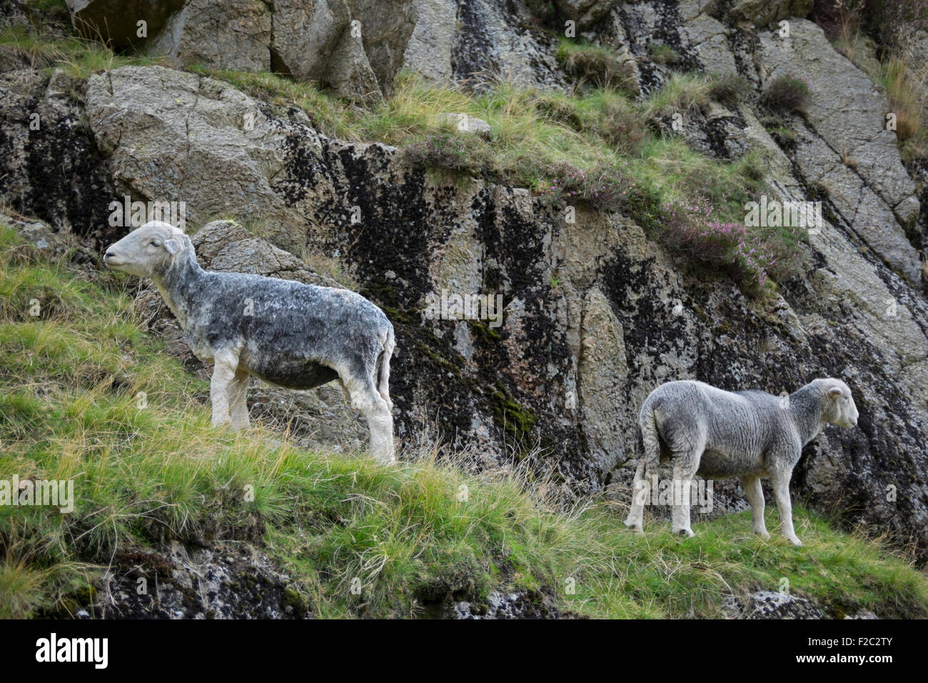 Deux moutons Herdwick au Lakeland fells. Banque D'Images