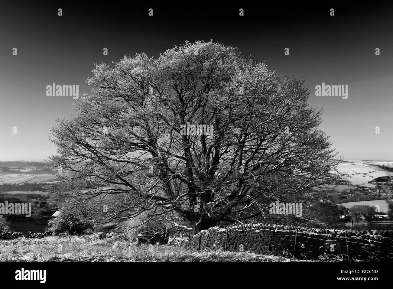 Janvier, neige de l'hiver, l'arbre de chêne français (Quercus robur), Big Moor, parc national de Peak District, Derbyshire, Angleterre, RU Banque D'Images