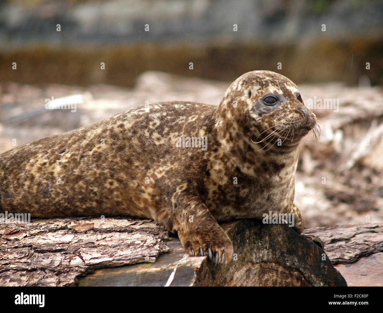 Pacific Harbour (Phoca vitulina richardii), Desolation Sound, Colombie-Britannique, Canada Banque D'Images