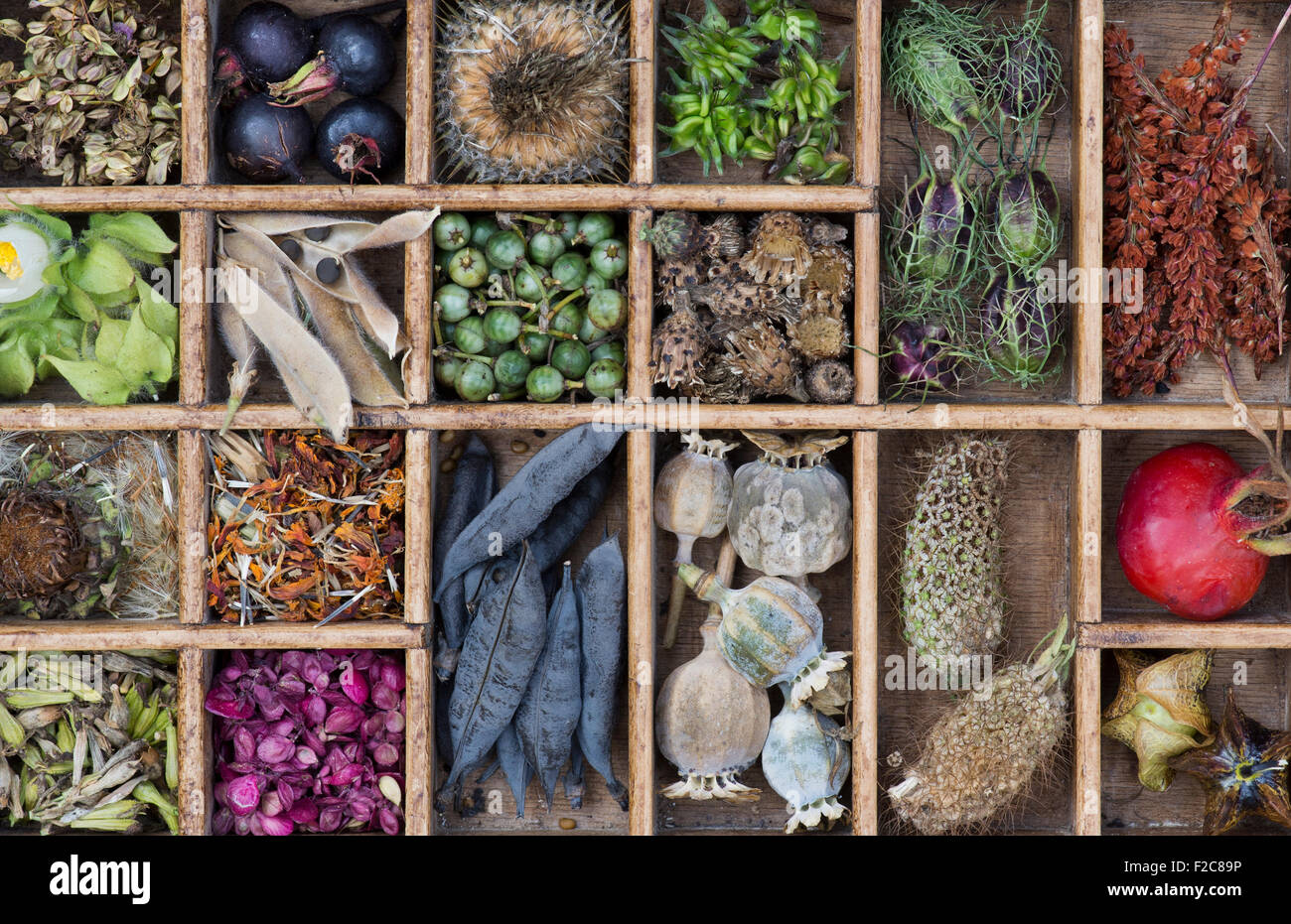 Collection de fleurs séchées et les coupelles de semences et graines du jardin dans un plateau en bois Banque D'Images