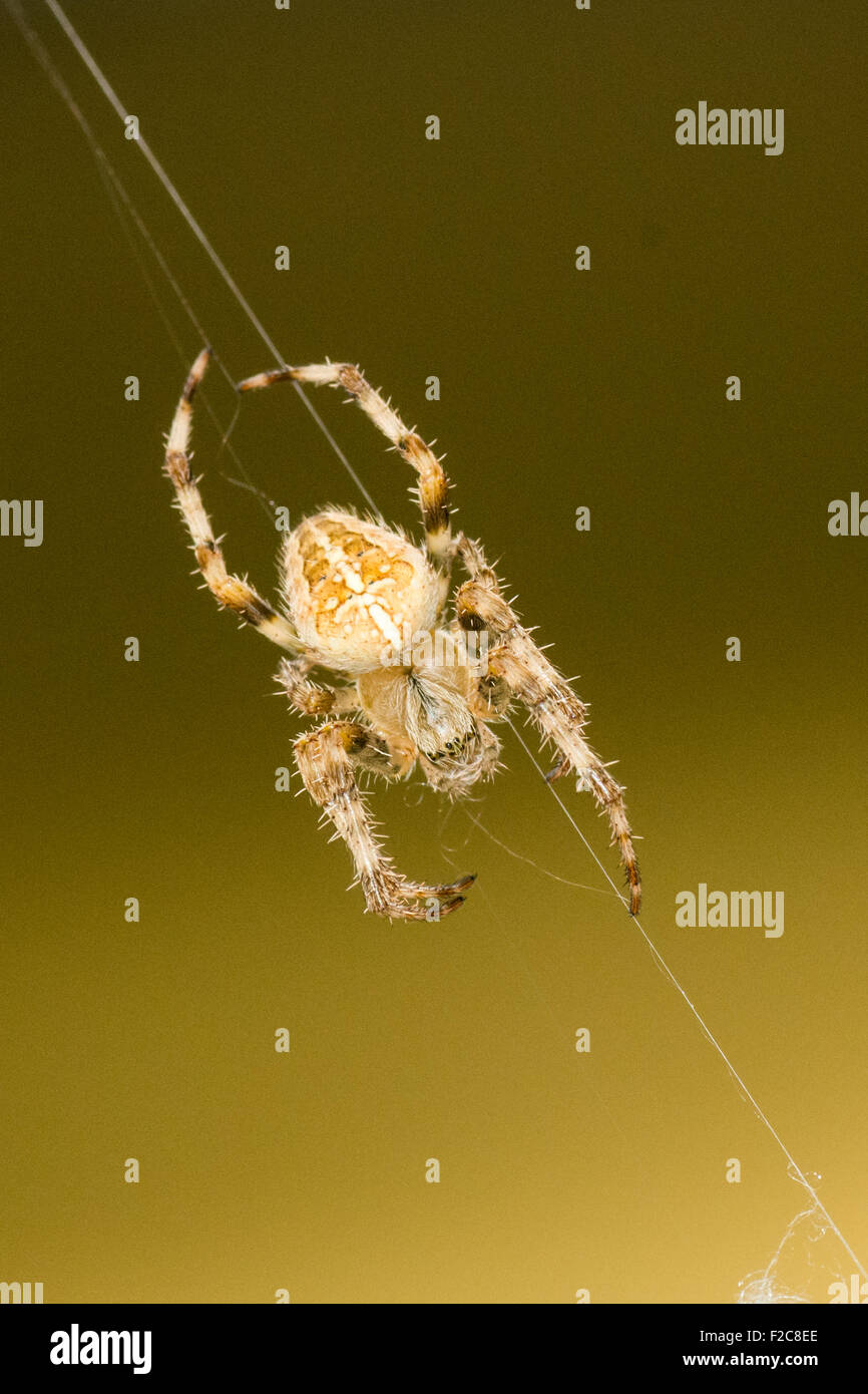 Orb commune sur un thread web Spider Banque D'Images