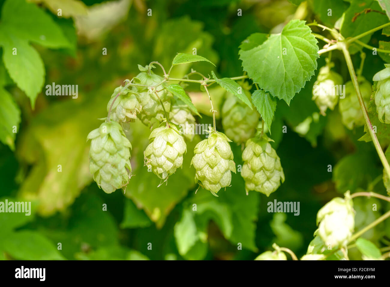 Fleurs femelles de Humulus lupulus, également appelé le houblon, dans la forêt sous le soleil Banque D'Images