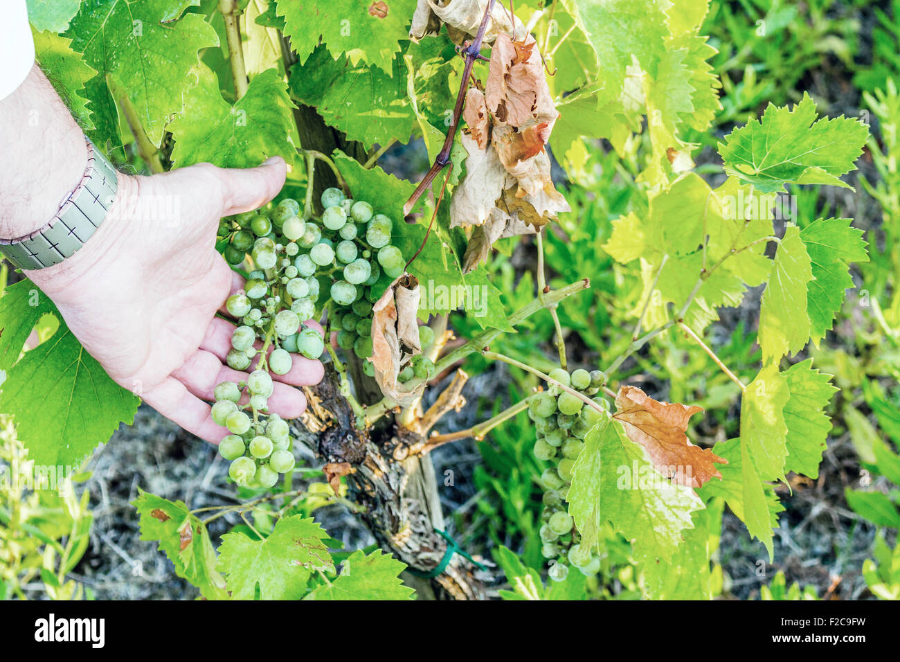 L'amour pour les plantes et de bons fruits, caucasien gentiment la main principal s'occupe de jeunes tas de raisins encore immatures au milieu d'un écrin vert feuilles Banque D'Images