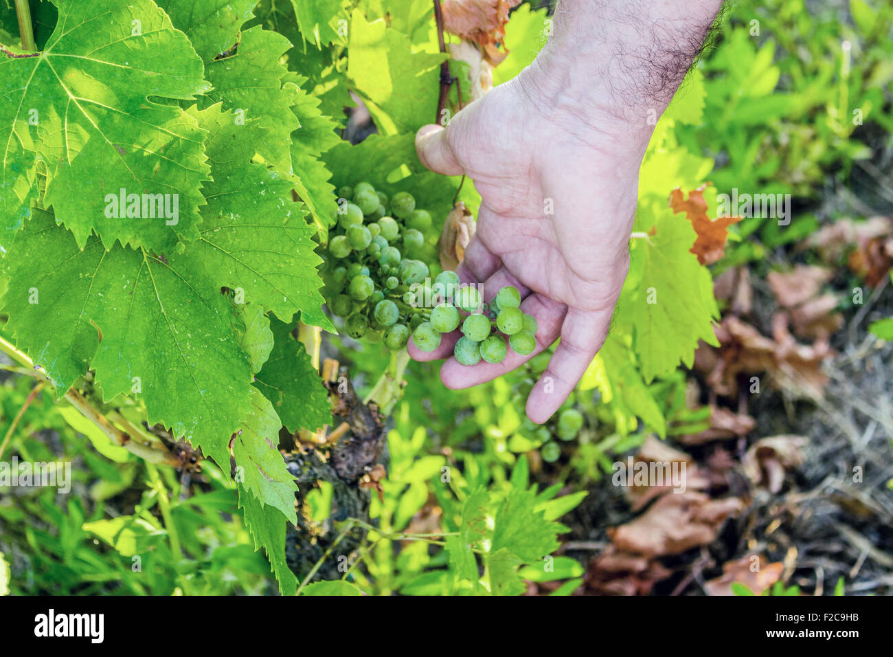 L'amour pour les plantes et de bons fruits, caucasien gentiment la main principal s'occupe de jeunes tas de raisins encore immatures au milieu d'un écrin vert feuilles Banque D'Images