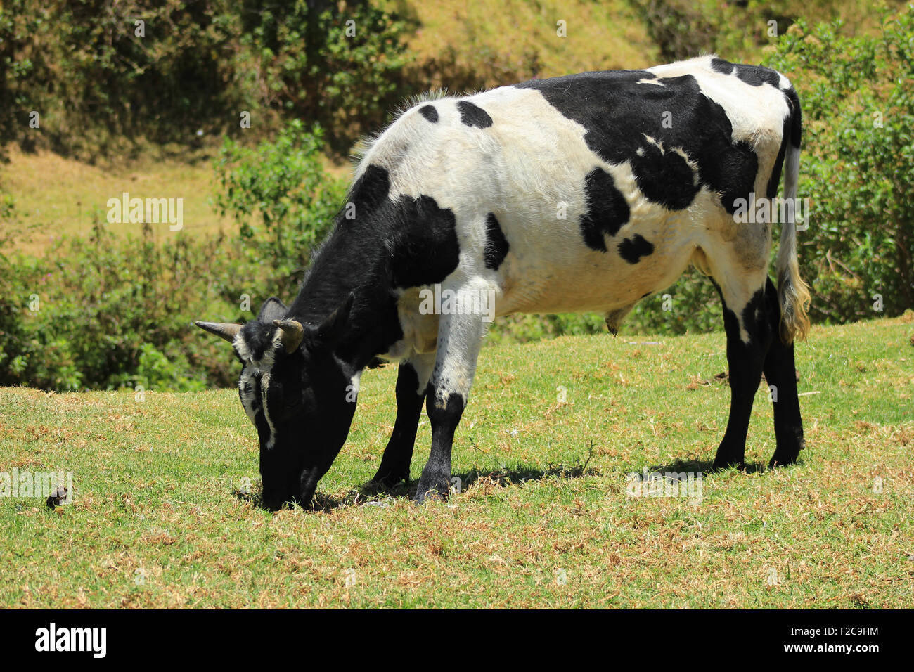 Un taureau Holstein dans un pâturage sur une ferme à Cotacachi (Équateur) Banque D'Images
