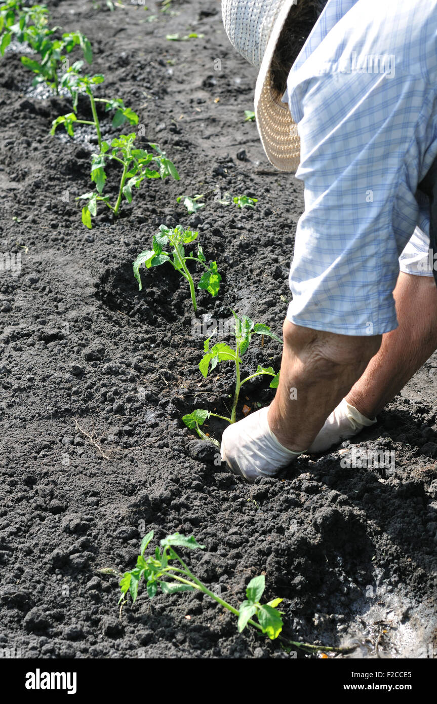 La plantation des semis de tomates d'un agriculteur Banque D'Images