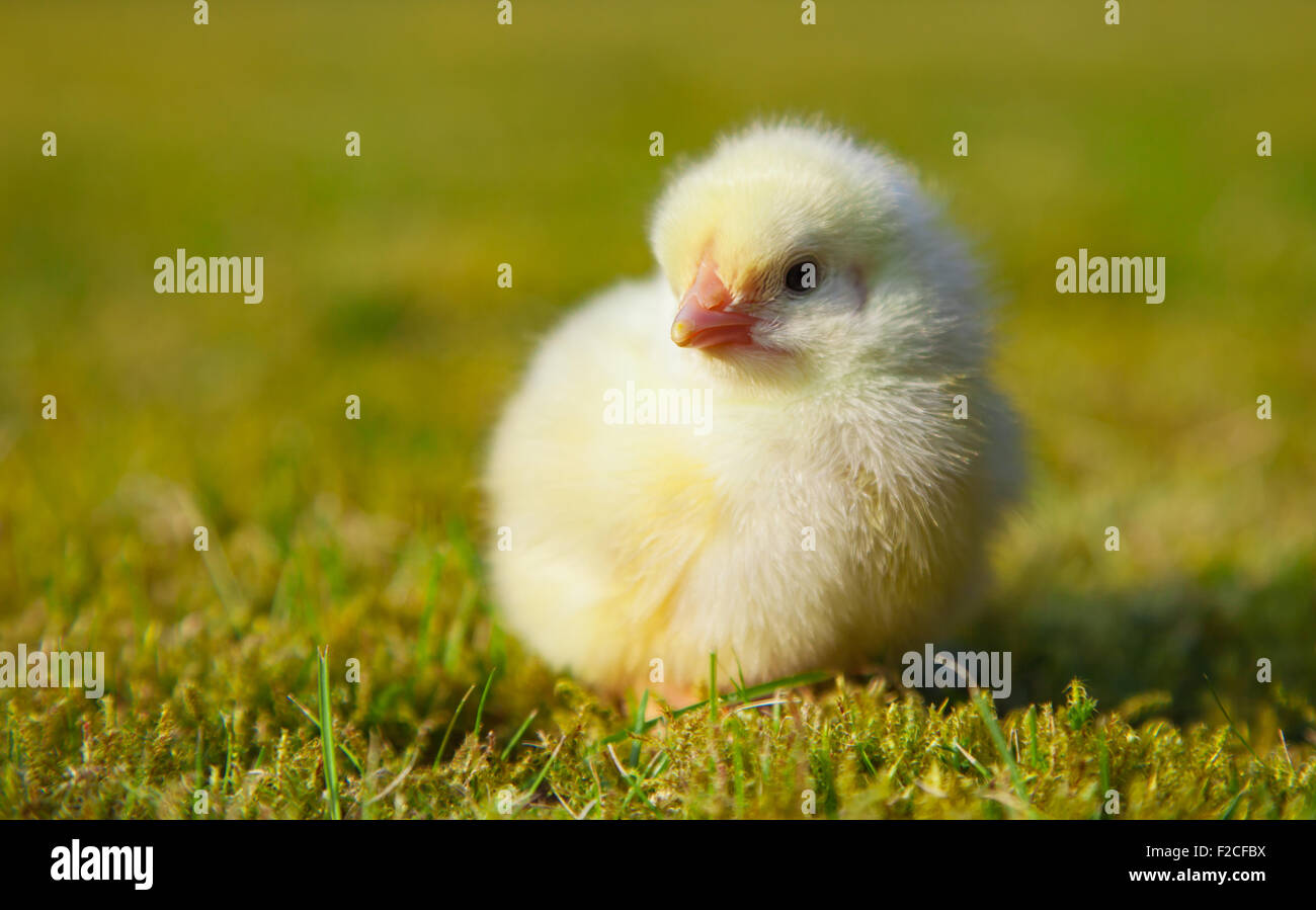 Mignon Petit Poussin Dehors Sur Pre Vert Photo Stock Alamy Mignon Petit Poussin Dehors Sur Pre Vert Photo Stock Alamy