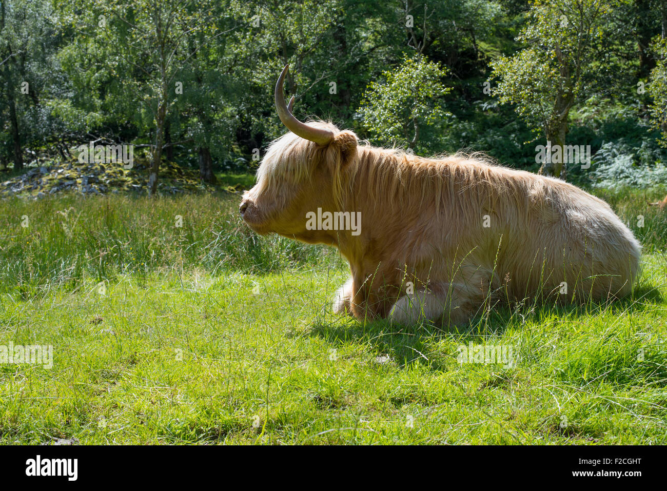 Vache Highland dans la zone dans le sud du Lake District, Cumbria, Angleterre, Royaume-Uni. Banque D'Images