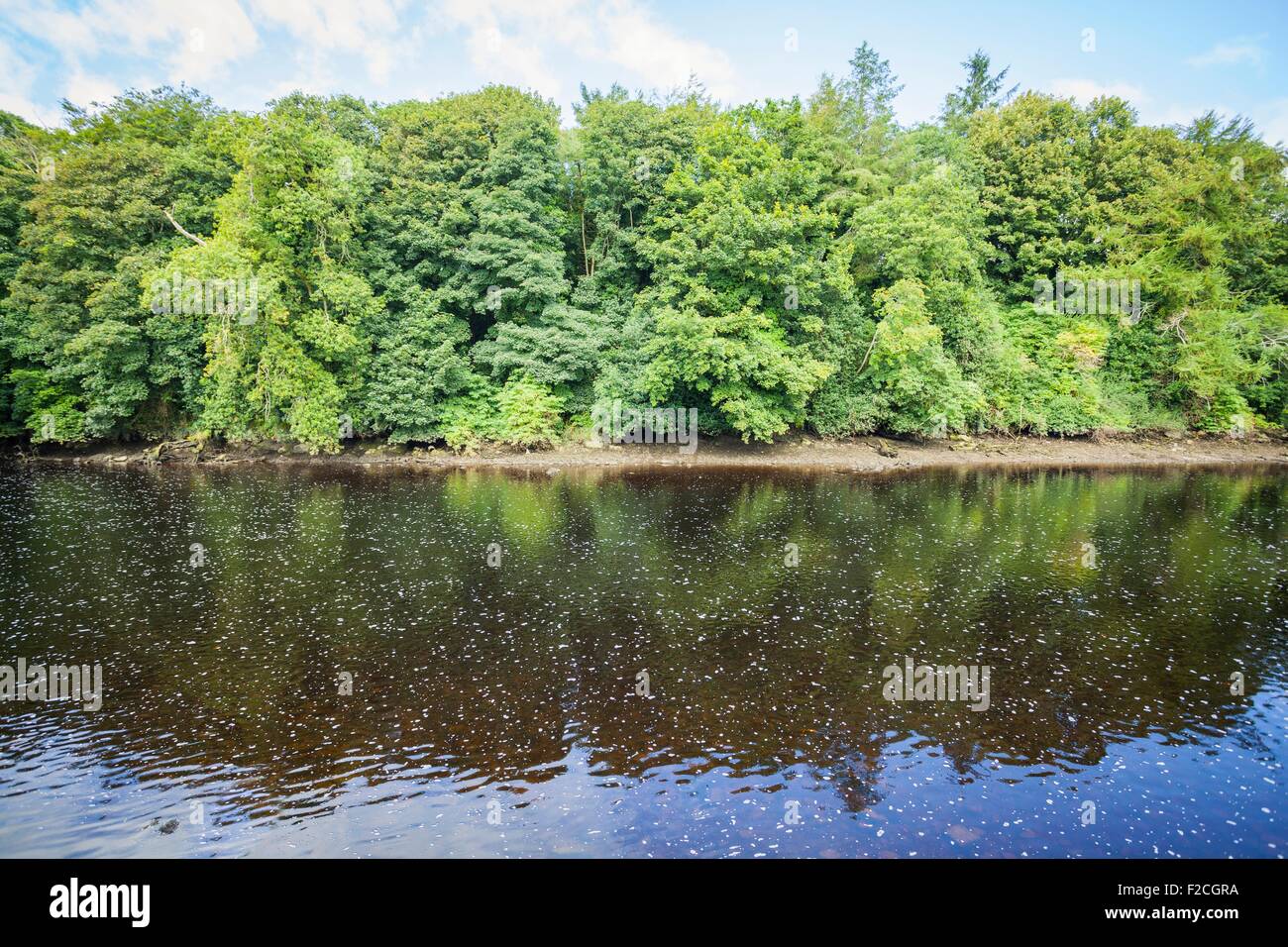 Arbres au bord d'une rivière Banque D'Images
